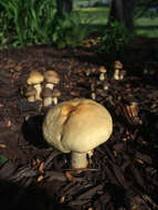 Agrocybe sororia (Peck) Singer 1978 resmi