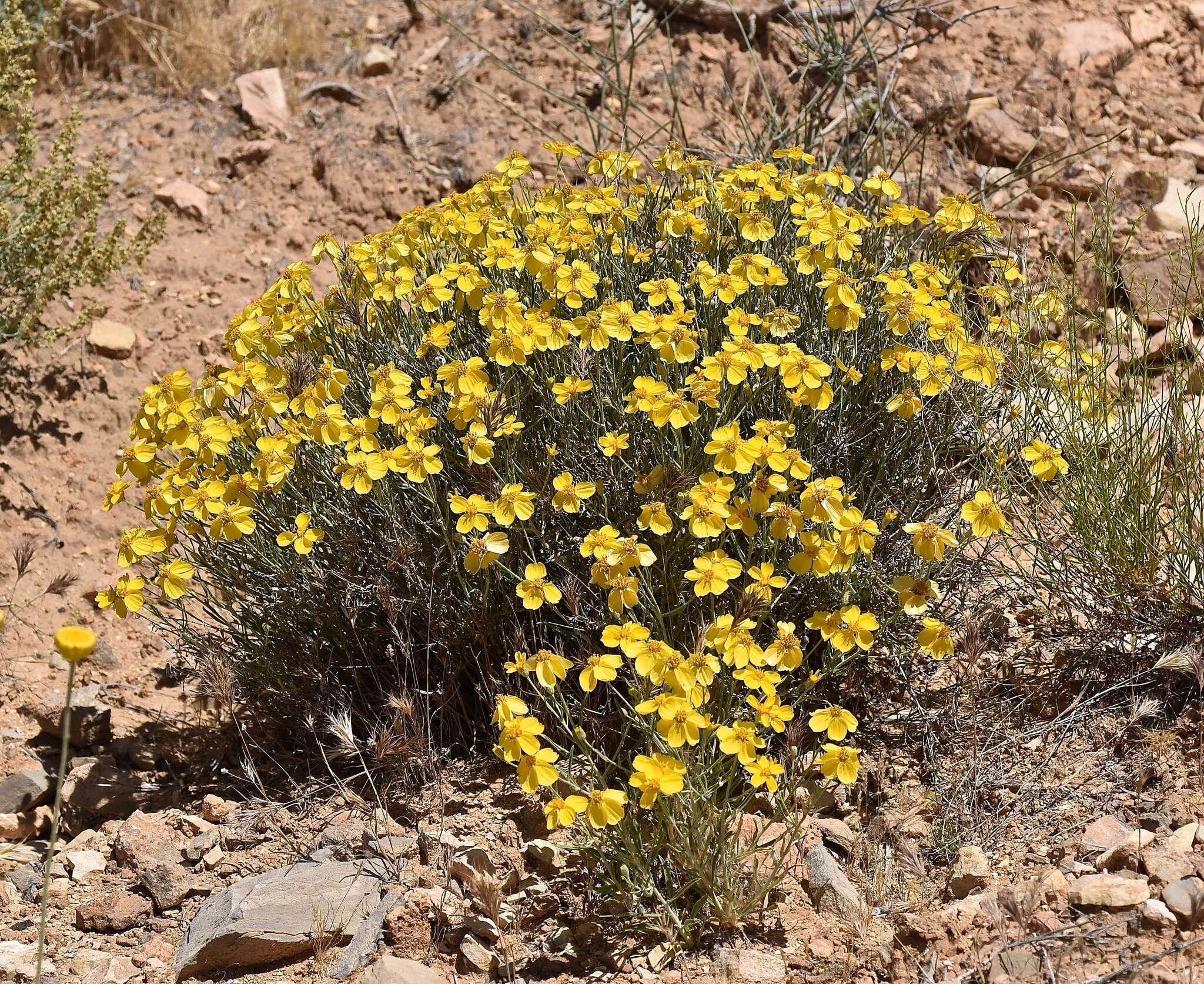 Image of Cooper's paper daisy