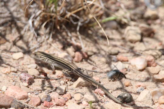 Image of Aspidoscelis neotesselatus (Walker, Cordes & Taylor 1997)