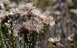 Слика од Lachnospermum imbricatum (Berg.) Hilliard