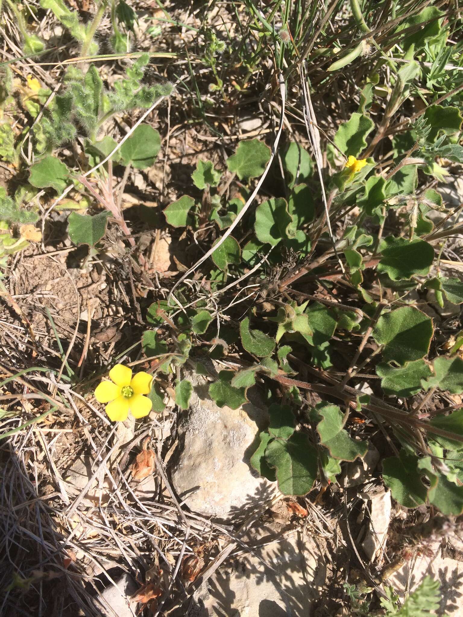 Image of peonyleaf woodsorrel