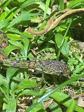 Image of Stejneger's Snail Sucker