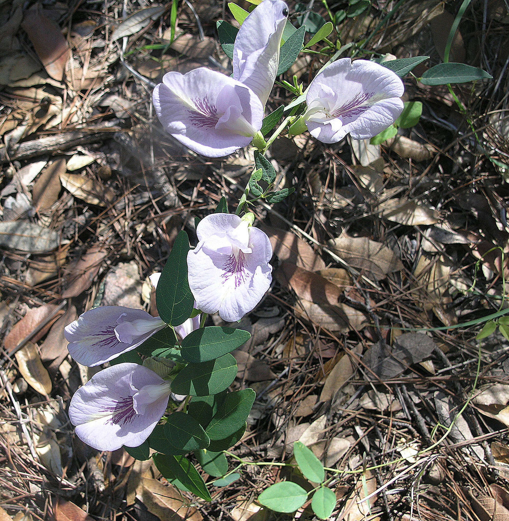 صورة Clitoria mariana L.