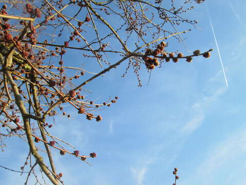 Image of Small-leaved Elm