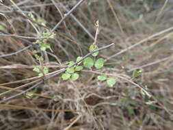 Image of Carmichaelia kirkii Hook.