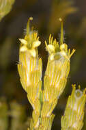 Image de Adenanthos terminalis R. Br.