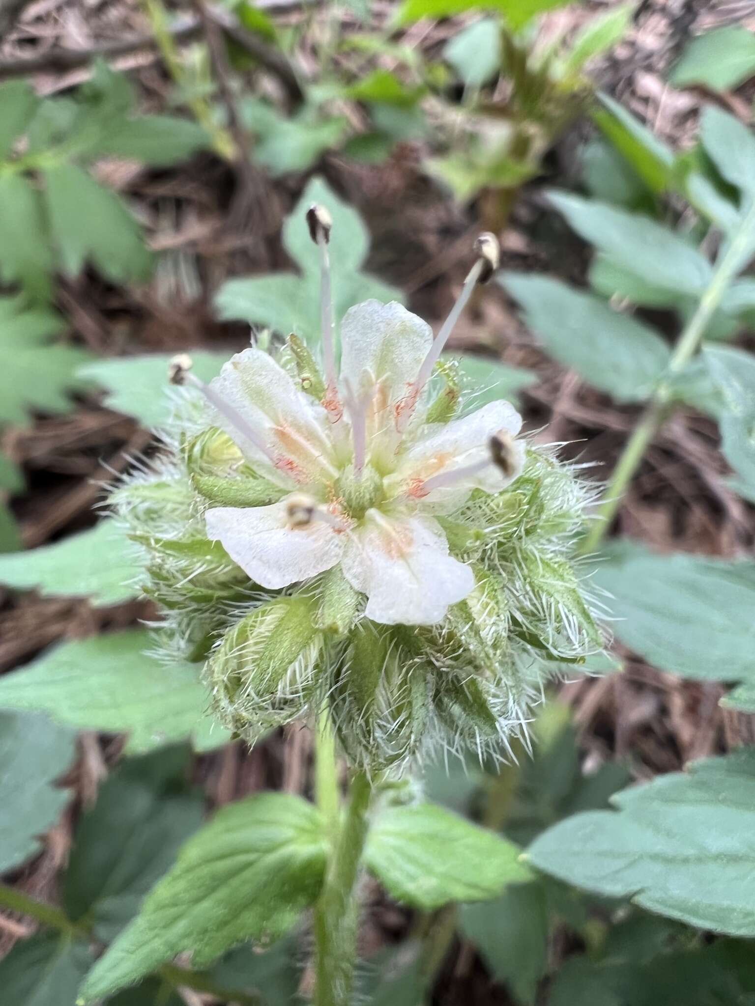 Image of Hydrophyllum fendleri var. fendleri