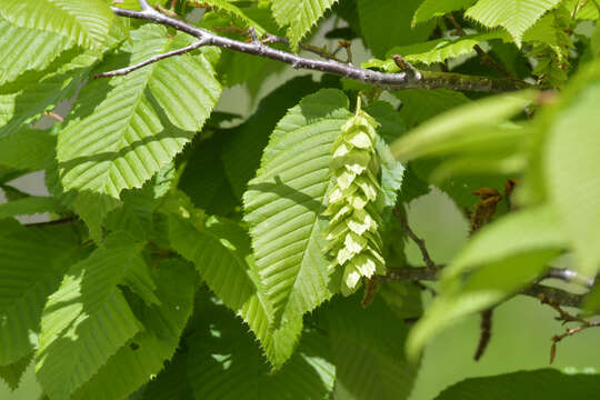 Image of Sawa Hornbeam