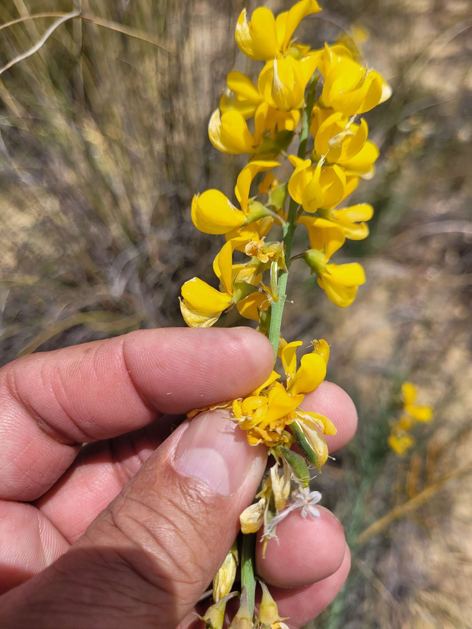 Image of Lebeckia sepiaria (L.) Thunb.