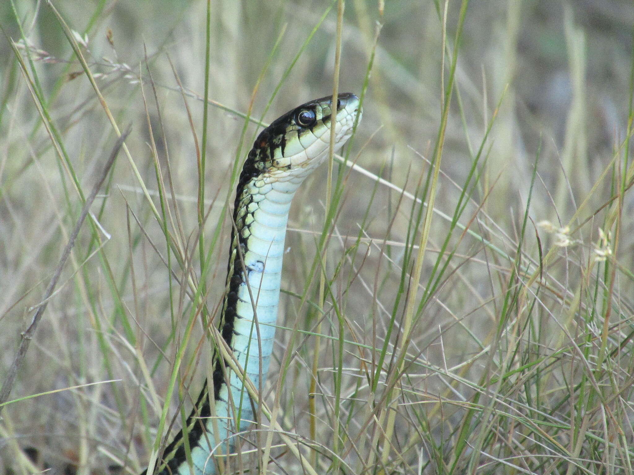 Image of Thamnophis sirtalis pickeringii (Baird & Girard 1853)