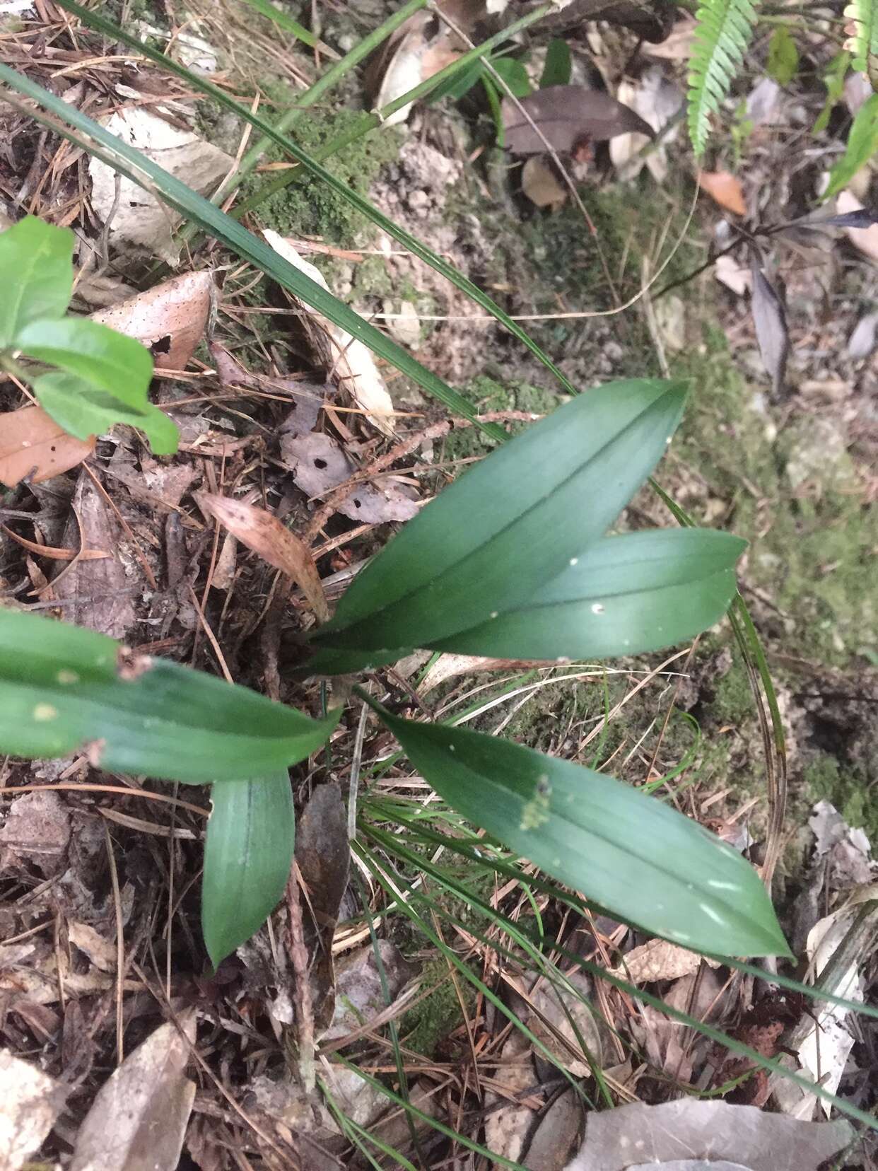 Cymbidium lancifolium Hook.的圖片