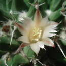 Image of Mammillaria knippeliana Quehl