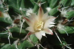 Image of Mammillaria knippeliana Quehl