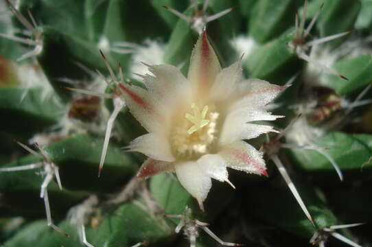 Mammillaria knippeliana Quehl的圖片