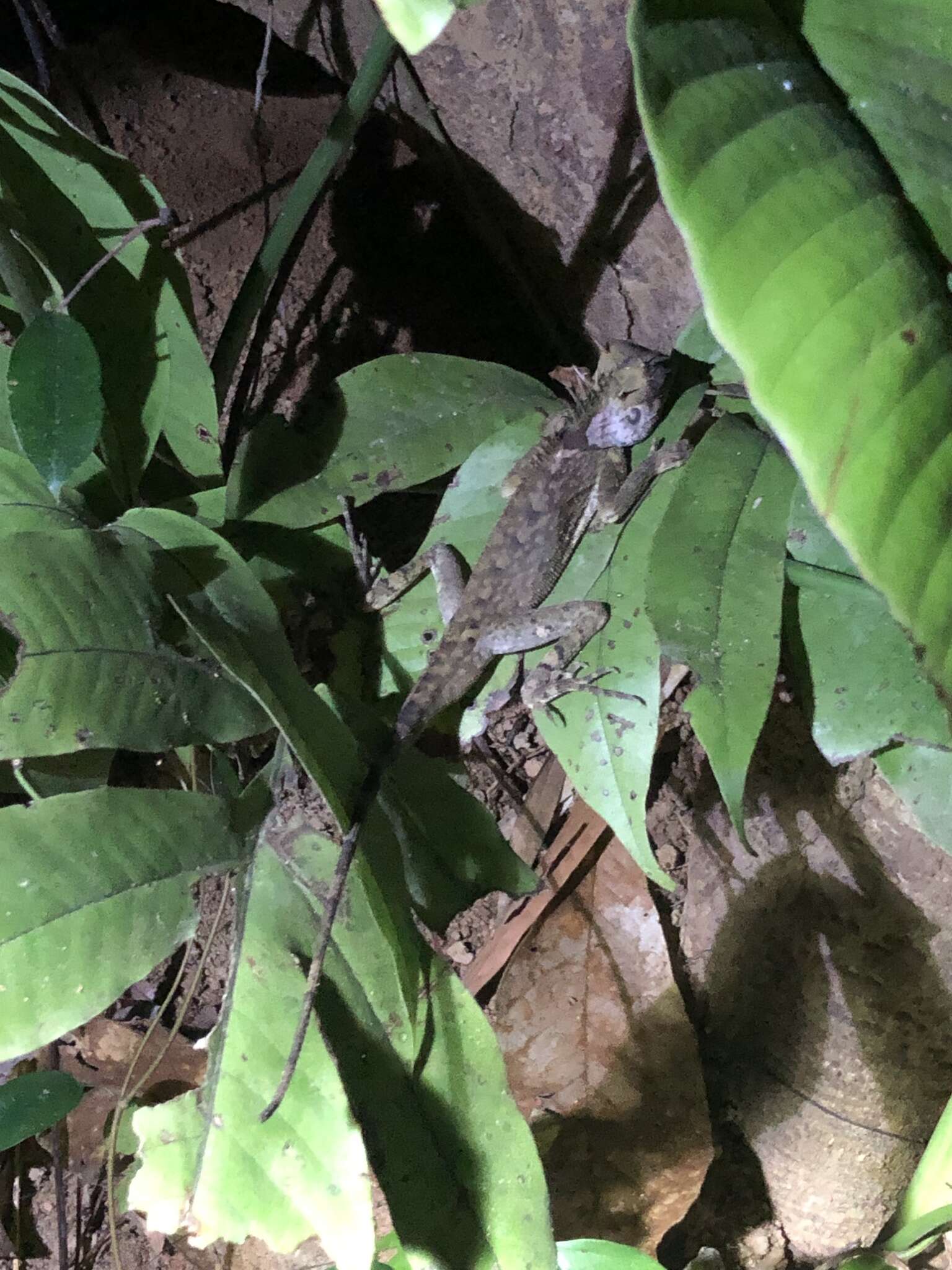 Image of Acanthosaura phuketensis Pauwels, Sumontha, Kunya, Nitikul, Samphanthamit, Wood & Grismer 2015