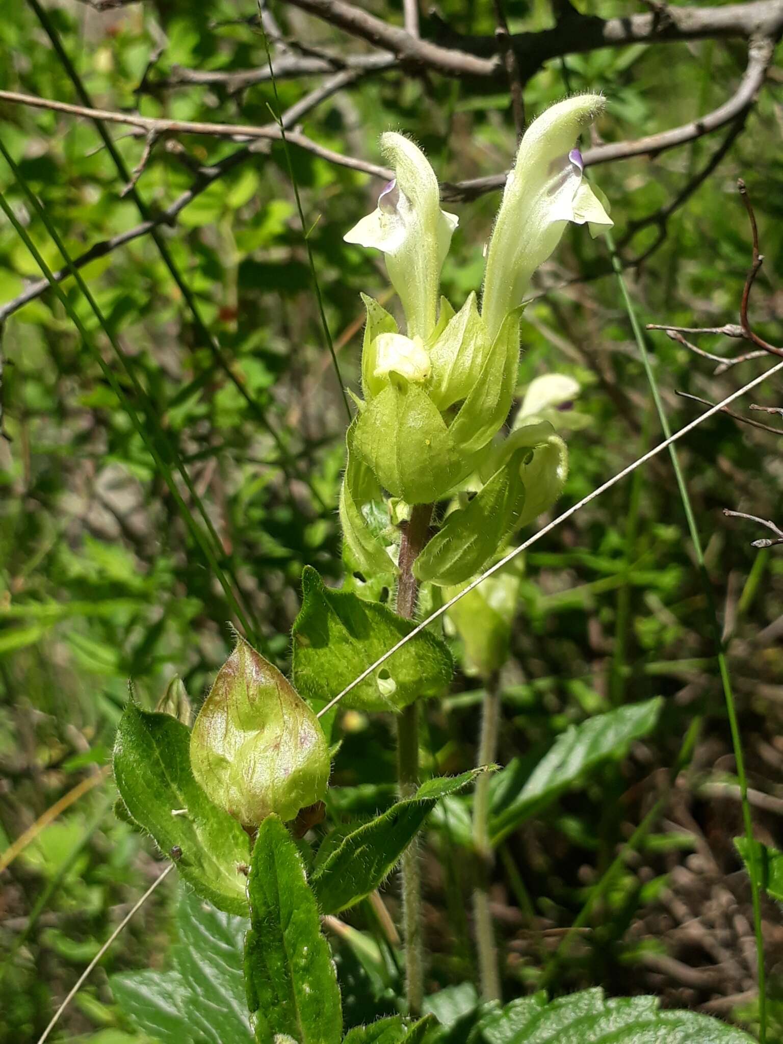 Scutellaria supina L.的圖片