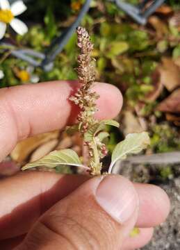 Amaranthus emarginatus subsp. emarginatus resmi