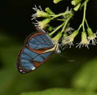 Imagem de Ithomia diasia Hewitson 1854