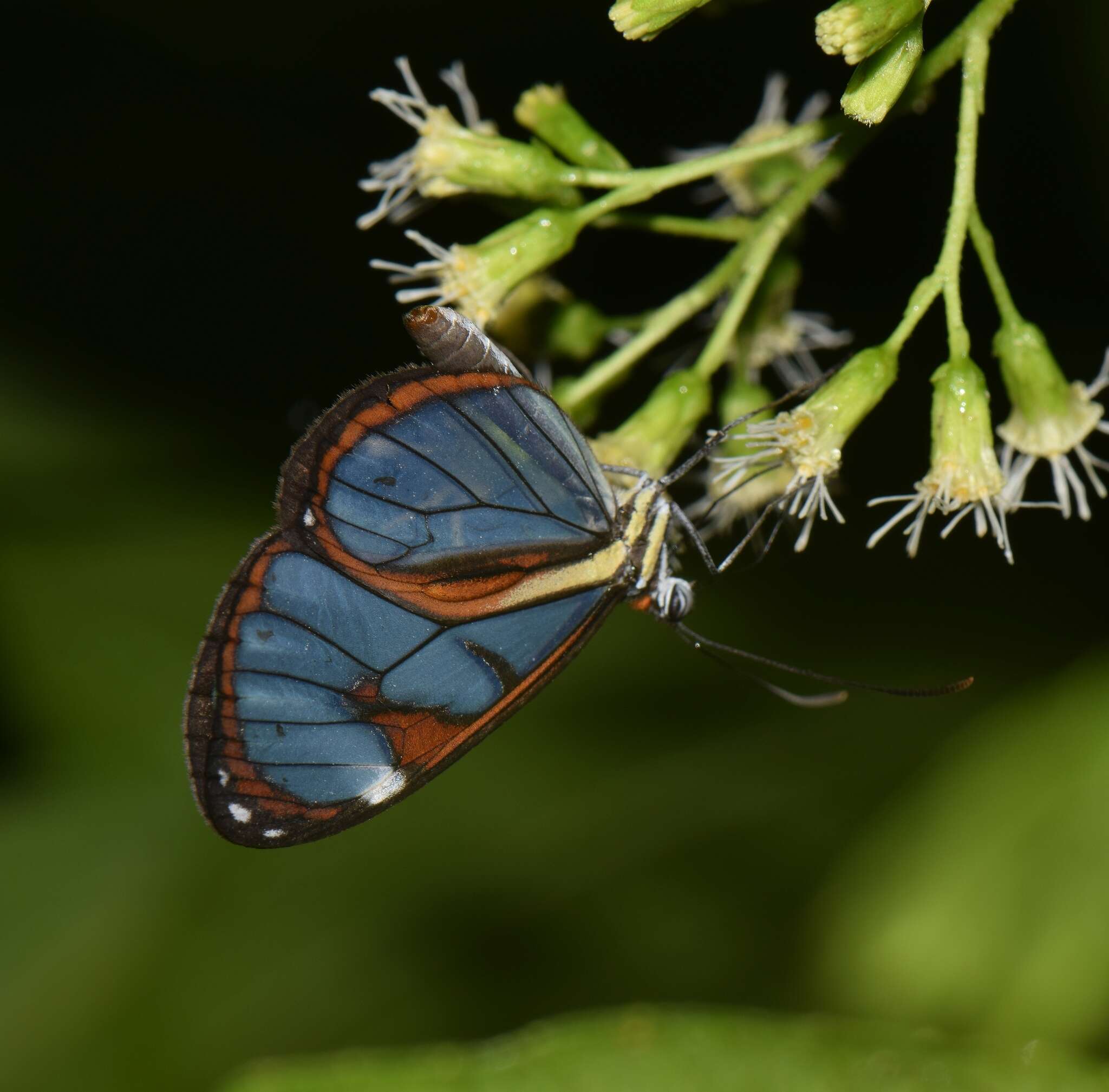 Imagem de Ithomia diasia Hewitson 1854