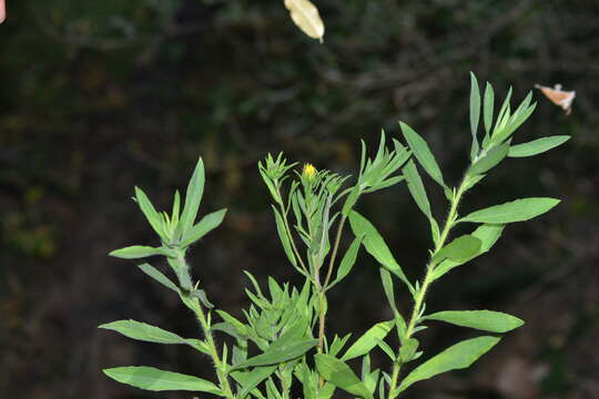 Image of Heterotheca camporum var. glandulissima