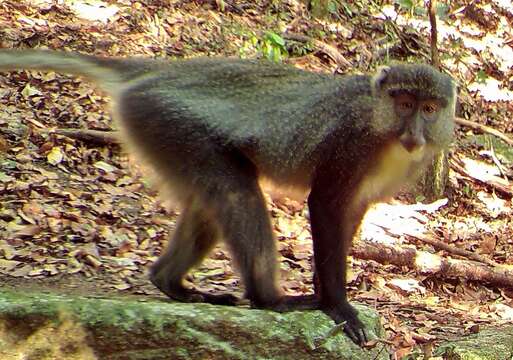 Слика од Cercopithecus mitis labiatus I. Geoffroy Saint-Hilaire 1842