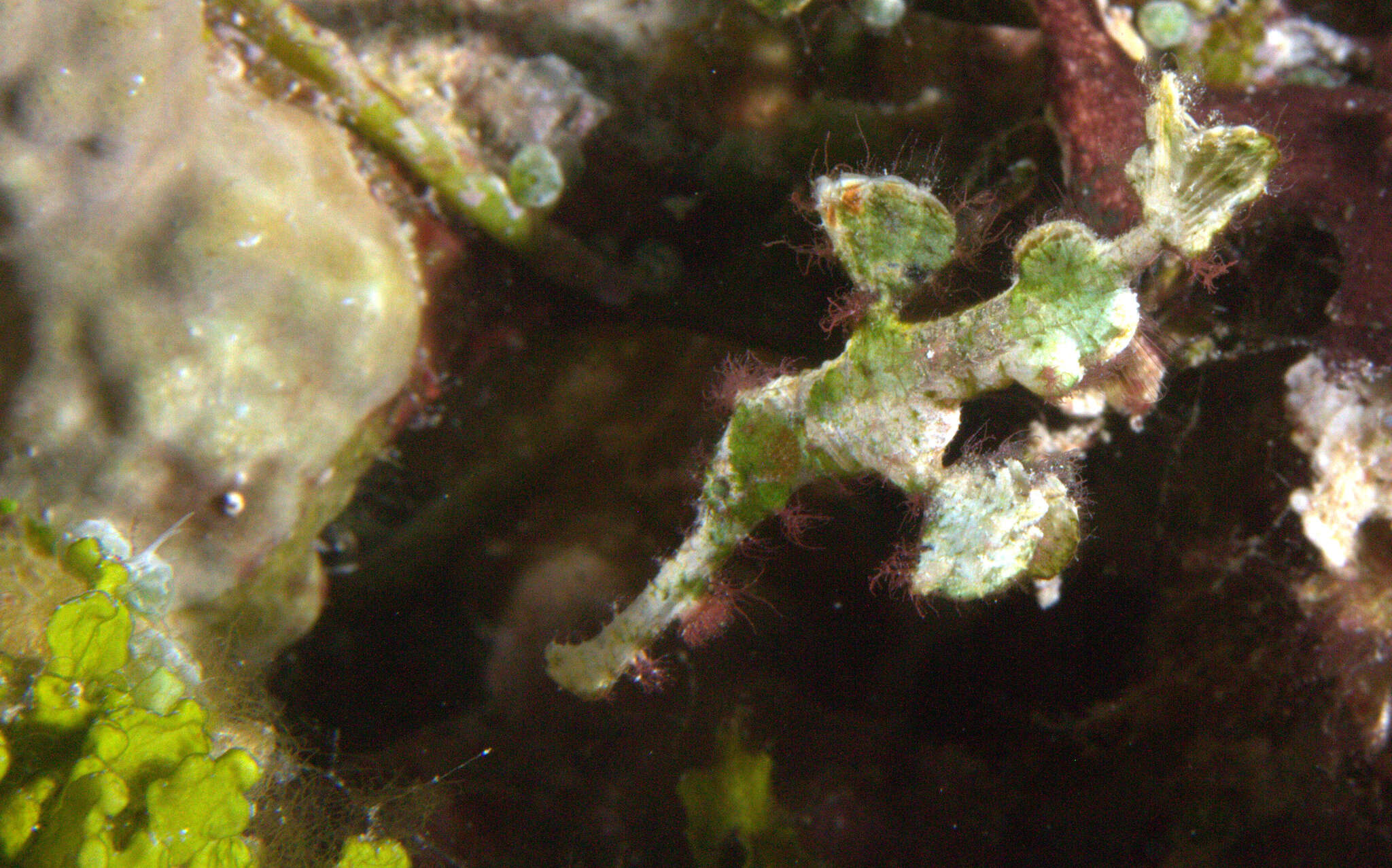 Image of Halimeda ghostpipefish