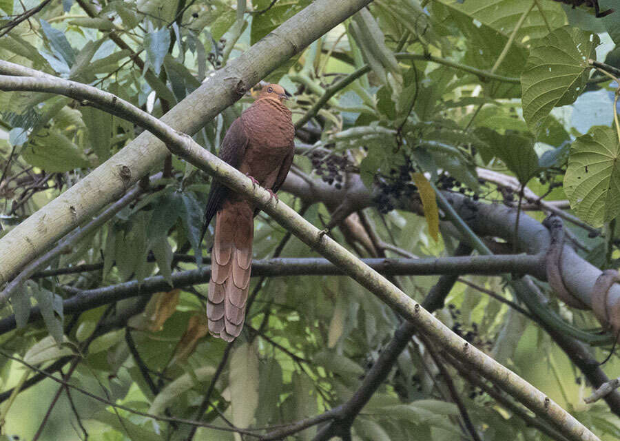 صورة Macropygia tenuirostris Bonaparte 1854