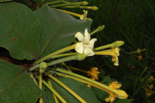 Image of Tocoyena formosa (Cham. & Schltdl.) K. Schum.