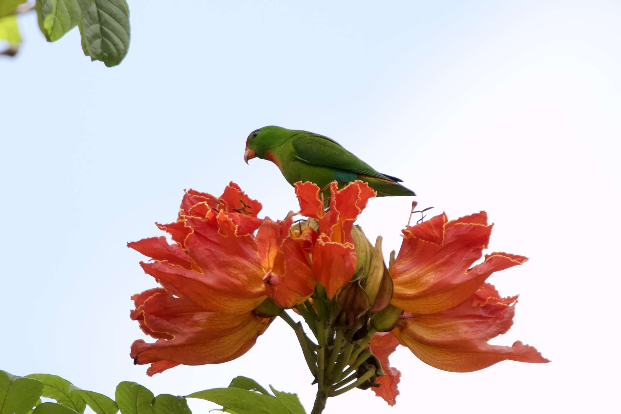 Image of Philippine Hanging Parrot