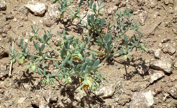 Image of Zygophyllum pterocarpum Bunge