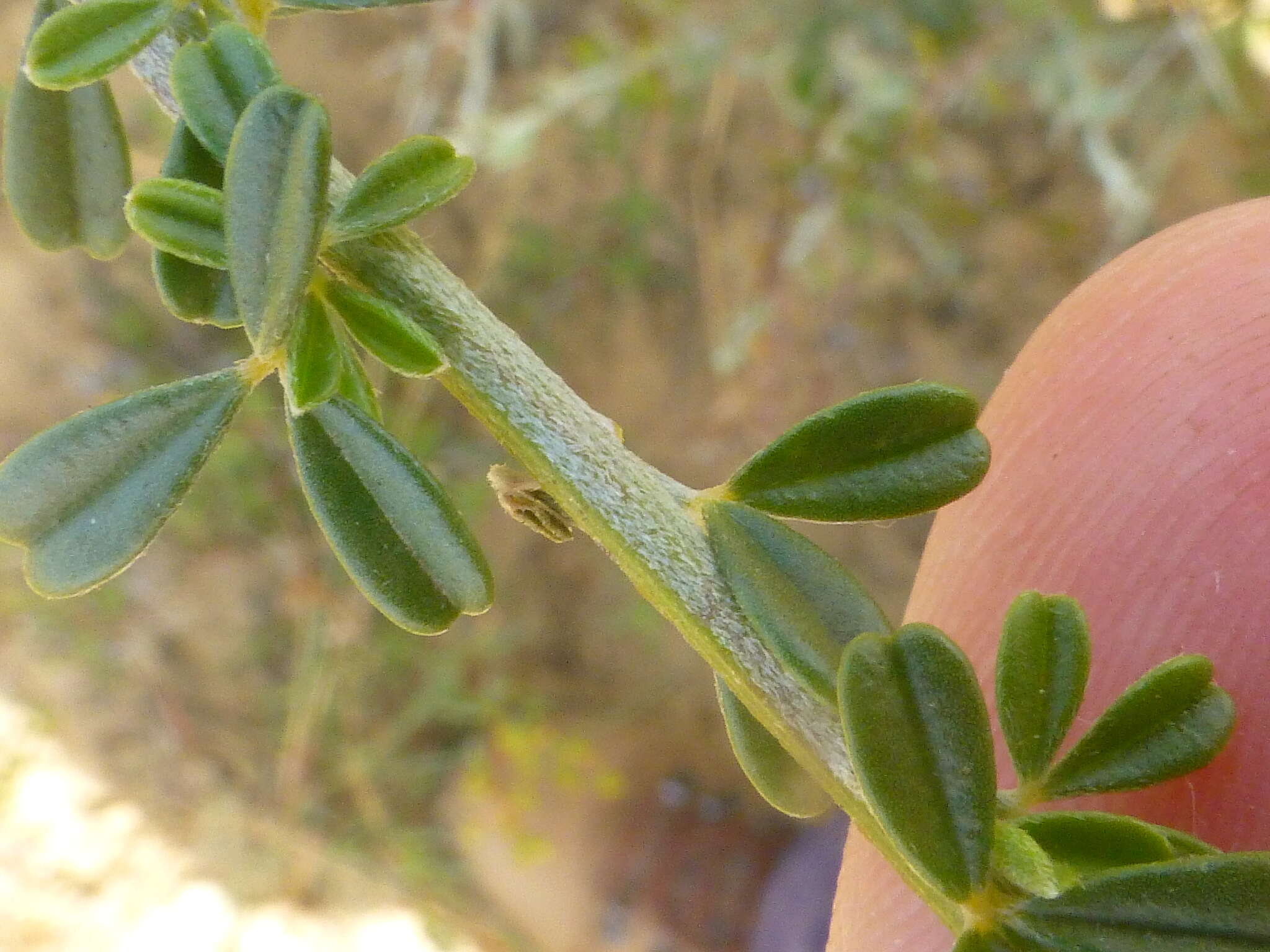 Sivun Wiborgia obcordata (P. J. Bergius) Thunb. kuva