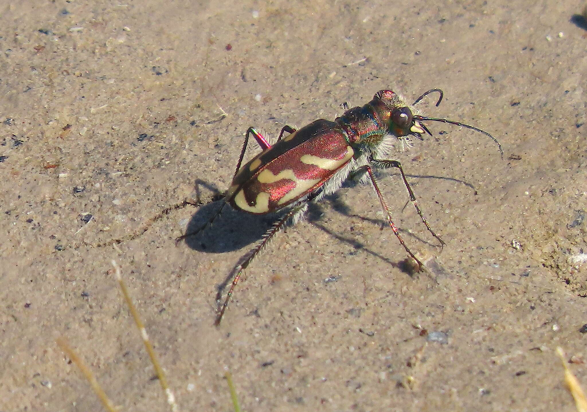 Image of Oblique tiger beetle