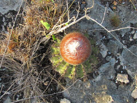 Image of Melocactus stramineus Suringar