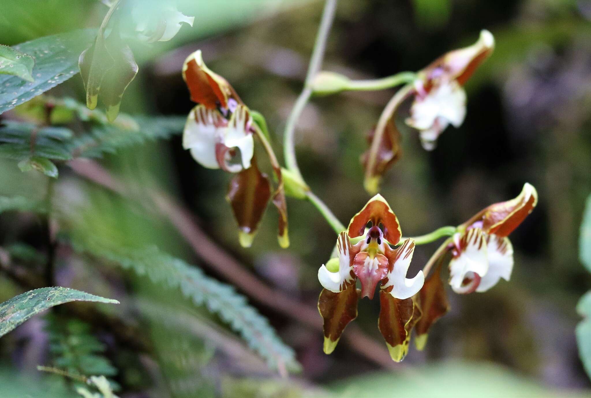 Image of Cyrtochilum halteratum (Lindl.) Kraenzl.