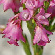 Image of Erica corifolia var. corifolia