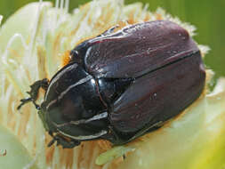 Image of Trichostetha fascicularis prunipennis Burmeister 1842