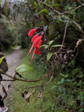 Image of Salvia quitensis Benth.