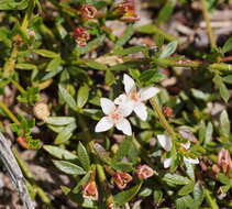 Image of Cyanothamnus nanus