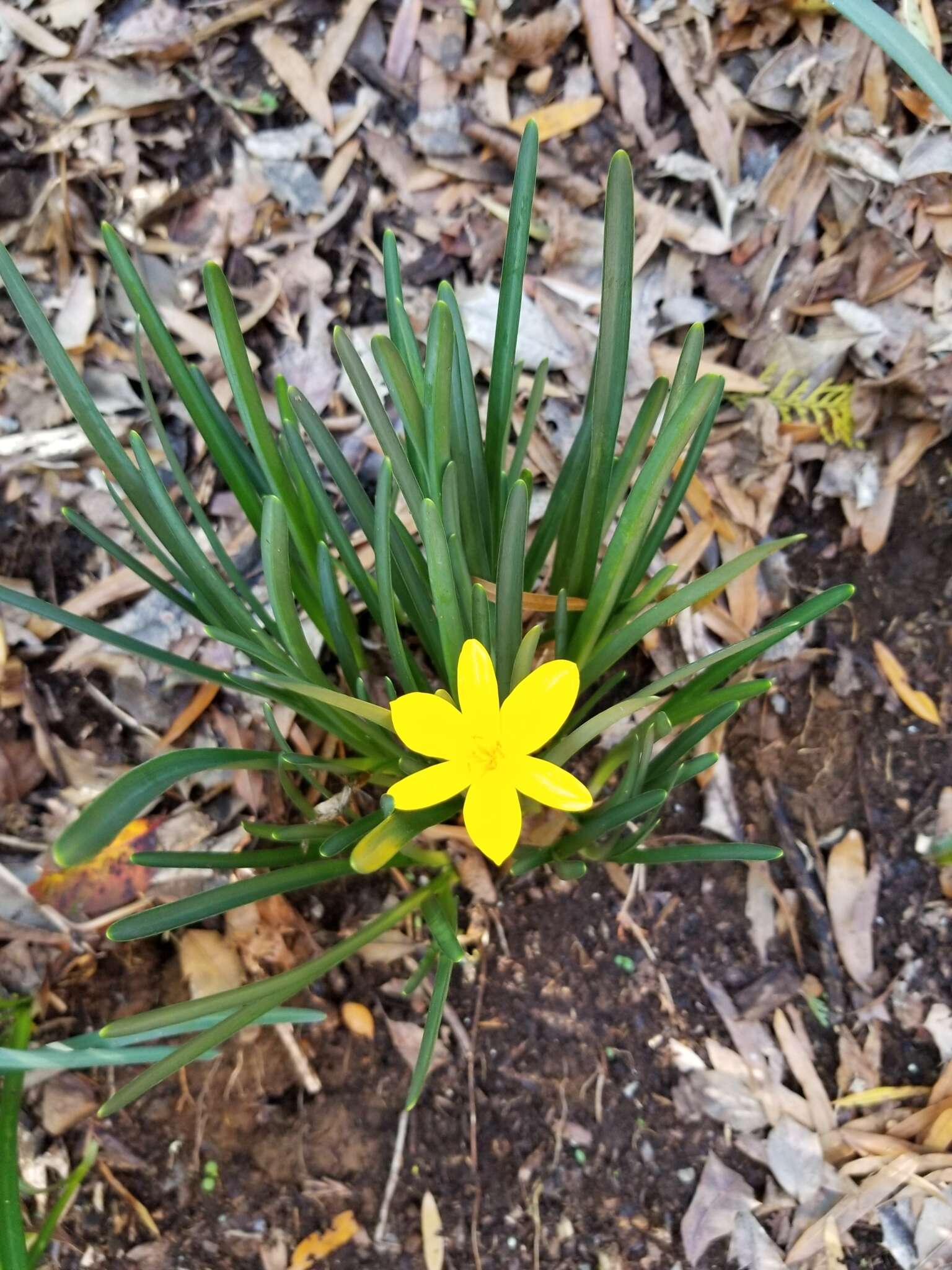 Image de Sternbergia lutea subsp. sicula (Tineo ex Guss.) K. Richt.