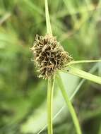 Image of Cyperus bracheilema (Steud.) Mattf. & Kük.