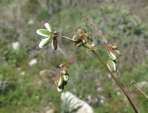 Image of Pharnaceum lanatum Bartl.