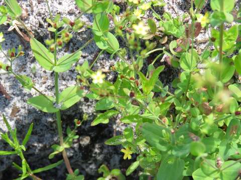 Imagem de Hypericum mutilum L.