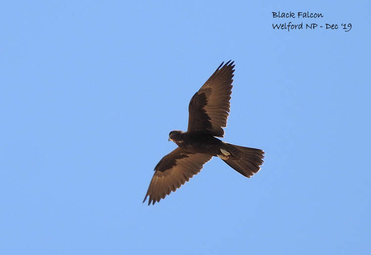 Image of Black Falcon