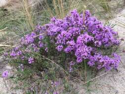 Imagem de Thymus pallasianus Heinr. Braun