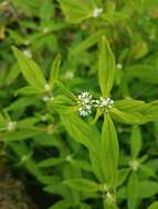 Image of Smooth False Buttonweed