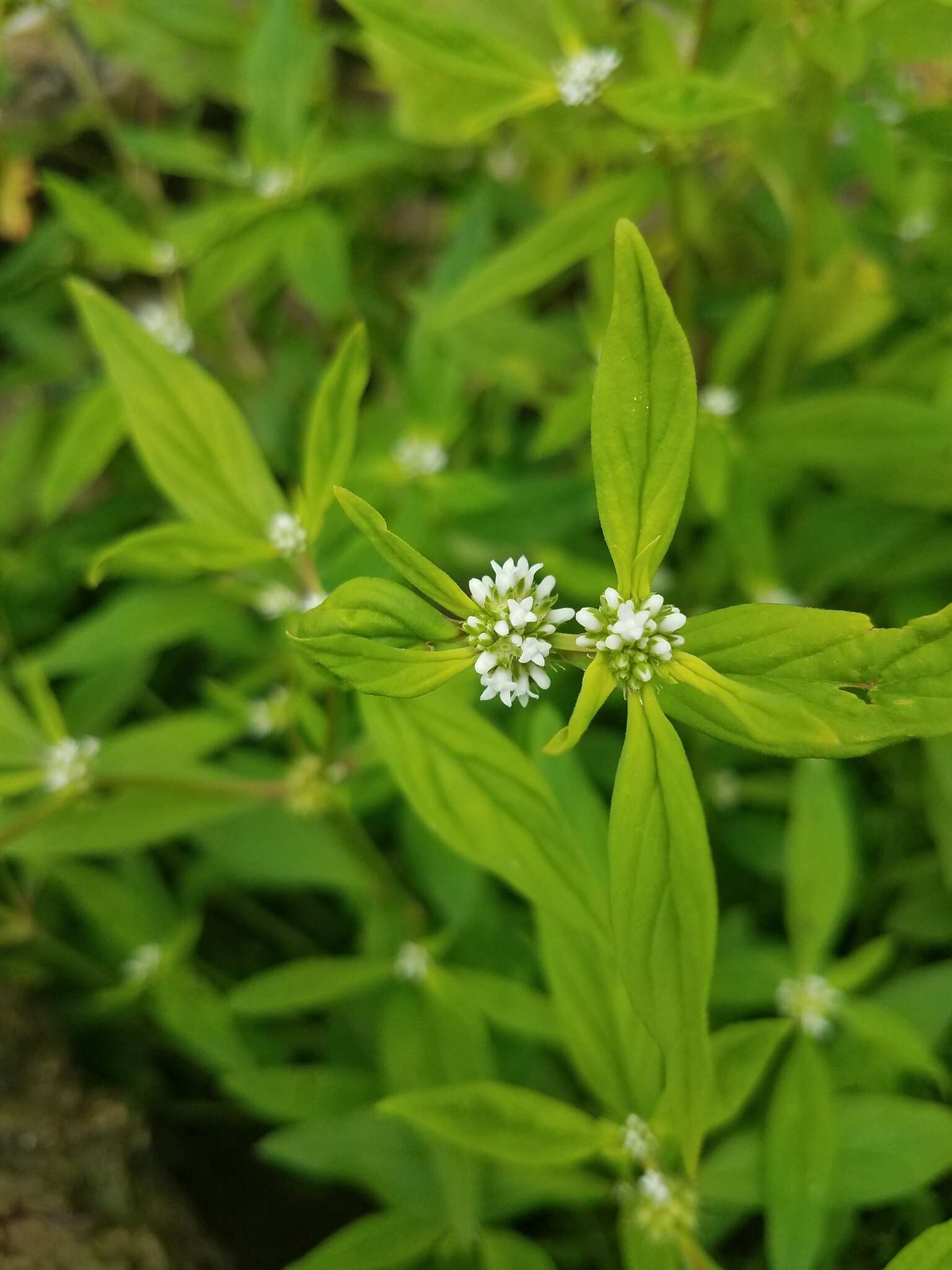 Image of Smooth False Buttonweed