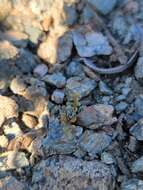 Image of Santa Cruz Island winged rockcress