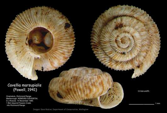 Imagem de Cavellia marsupialis (Powell 1941)