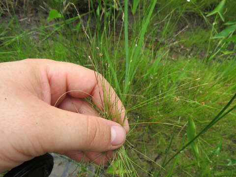 صورة Eleocharis microcarpa var. filiculmis Torr.