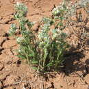 Image de Oreocarya semiglabra (Barneby) Hasenstab & M. G. Simpson